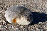 Elephant Seal at Caleta Valdes