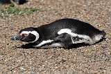 Penguin: warm rest
