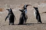 Small group of penguins