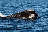 Southern Right Whale