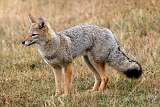 grey fox in Torres del Paine