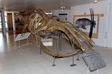 whale skeleton