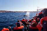 Embarked whale watching