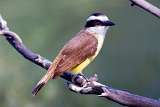 Benteveo - Great Kiskadee