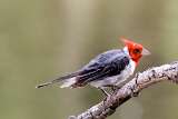 Cardenal - Red crested cardinal