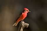 Churrinche - Vermillion Flycatcher