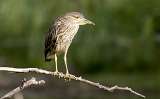 Garza bruja - white crowned night heron (2)