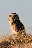 Lechuza vizcachera - Burrowing owl