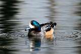 Pato Overo - Southern Wigeon
