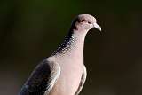 Paloma Picazuro - Picazuro Pigeon