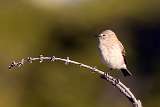 Sobrepuesto comun - Rufous-backed Negrito