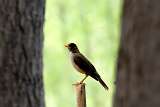 Zorzal - Austral Thrush