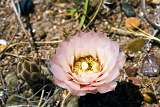Cactus flower