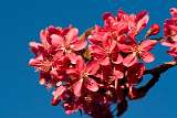 Ciruelo _ Plum tree flower