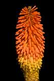 High contrast orange Lion's tail flower