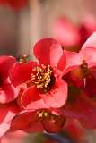 Red flower