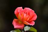 Rose - Rosa