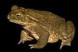 isolated frog