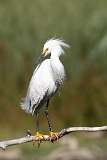 Garza chica - Snowy Egret