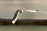 Gaviota capucho cafe - Brown hooded gull