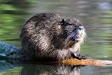 Nutria - Coipo