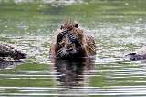 Nutria - Myocastor Coypus